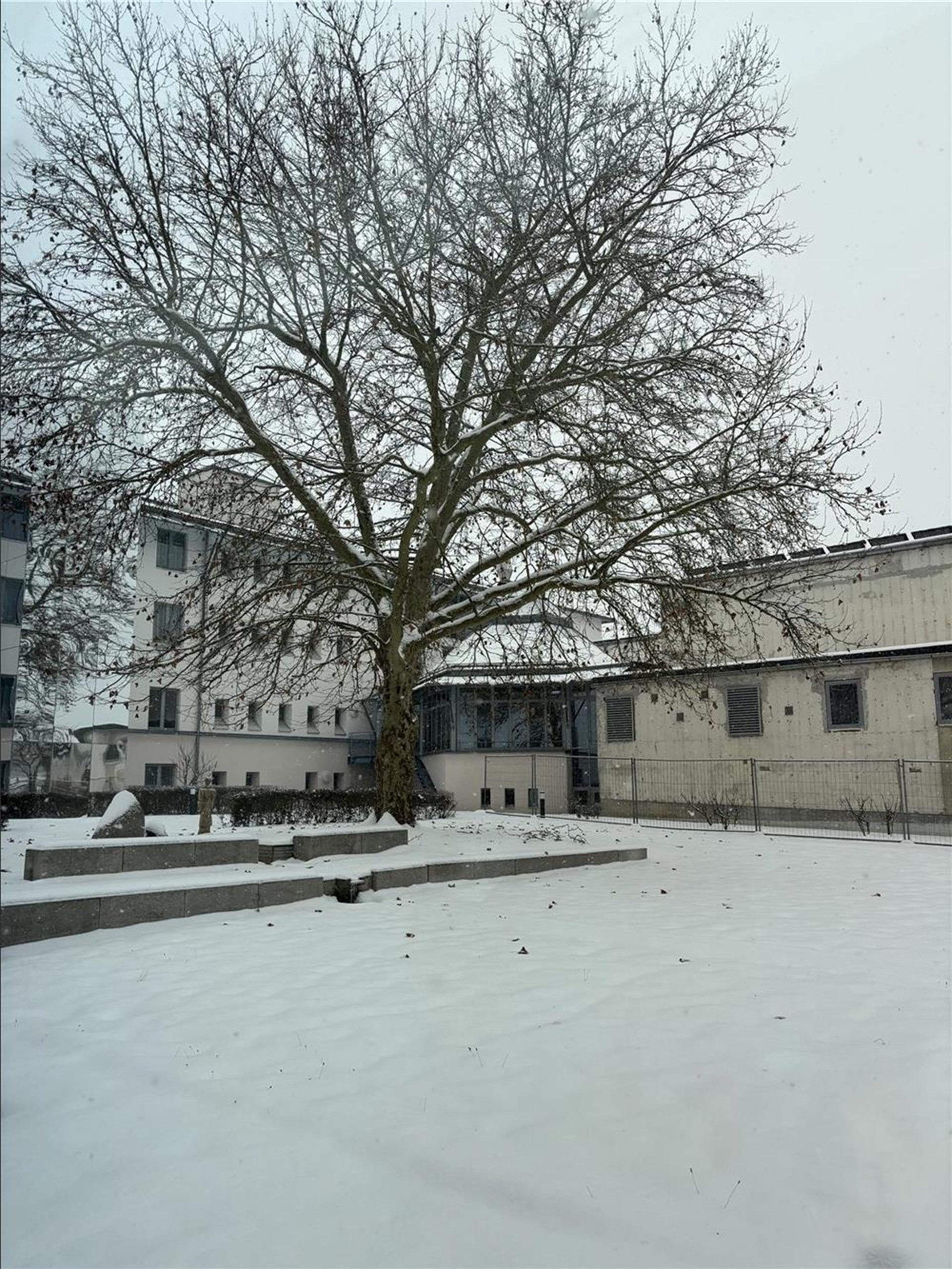 Ein verschneiter Innenhof mit einem großen Baum vor einem Gebäude des Tagungshauses Spectrum Kirche.